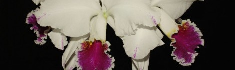 Orchideen- und Tillandsienschau 2014 Hirschstetten