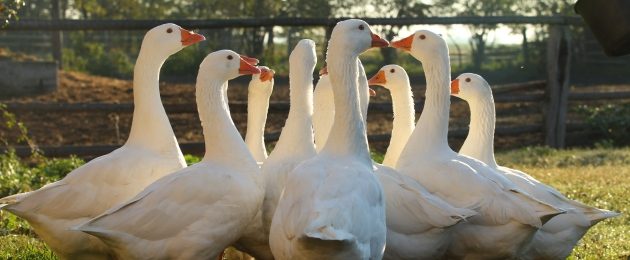Weidegänse im Südburgenland