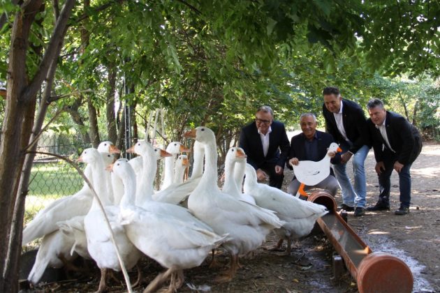 Landeshauptmann Hans Niessl, Burgenland Tourismus-Geschäftsführer Hannes Anton, Tourismuslandesrat MMag. Alexander Petschnig und Gänsezüchter Matthias Siess bei der Präsentation im Gänsestall
