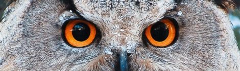 Schloss Halbturn – Jahresausstellung 2016 | Tier Mensch – Mythos, Fabelwesen und Wirklichkeit