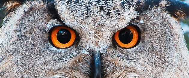 Schloss Halbturn – Jahresausstellung 2016 | Tier Mensch – Mythos, Fabelwesen und Wirklichkeit
