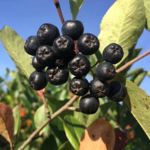 Holler Vulkan reife Aroniabeeren