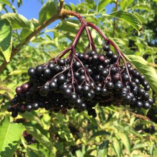 Holler Vulkan reife schwarze Holunderbeeren