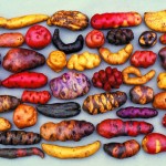 Variedad nativas, Peruanische Kartoffeln | © International Potato Center