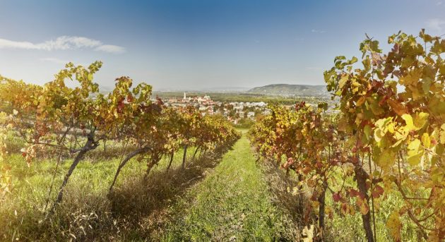 Niederoesterreich Weinherbst, Klosterneuburg