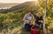 Niederoesterreich Weinherbst Weinlese Stagard / Wachau