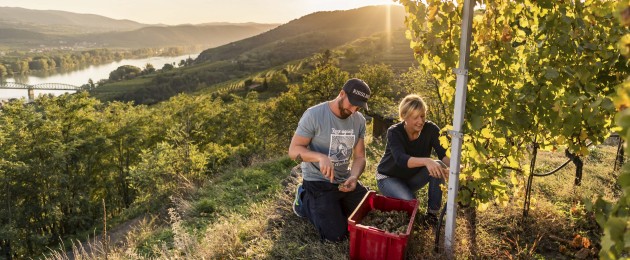 Niederoesterreich Weinherbst Weinlese Stagard / Wachau