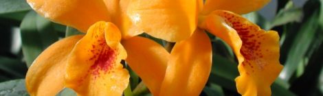 Orchideen- und Tillandsienschau 2018 Hirschstetten