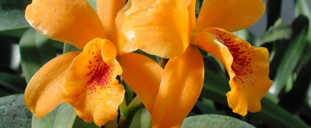 Orchideen- und Tillandsienschau 2018 Hirschstetten