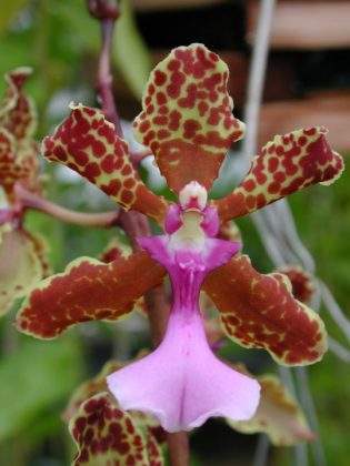 Orchideenblüte in Nahaufnahme