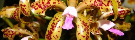 Orchideenschau 2020 Hirschstetten