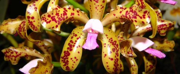 Orchideenschau 2020 Hirschstetten
