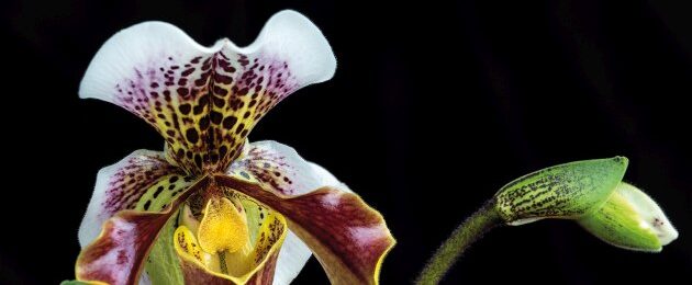 13. Internationale Orchideen-Ausstellung Klosterneuburg