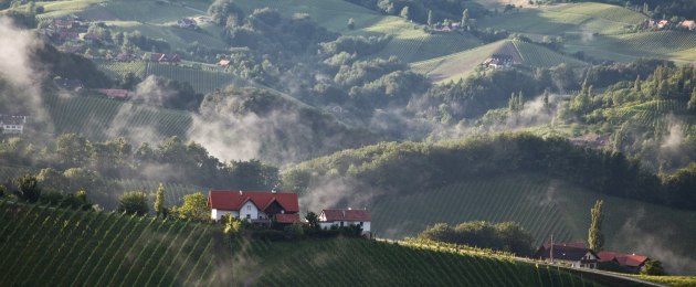 Hügelland in der Südsteiermark im Nebel