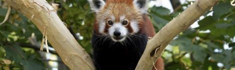 Tiergarten Schönbrunn – die Roten Pandas sind zurück