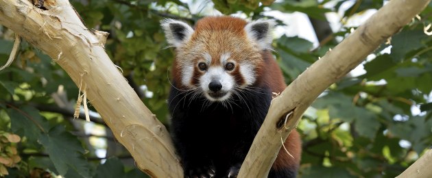 Tiergarten Schönbrunn – die Roten Pandas sind zurück