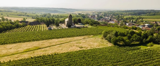 Regionales Weinkomitee Weinviertel | Landschaft Weingärten